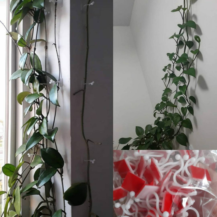 گیره نظم دهنده برگ پتوس 20تایی