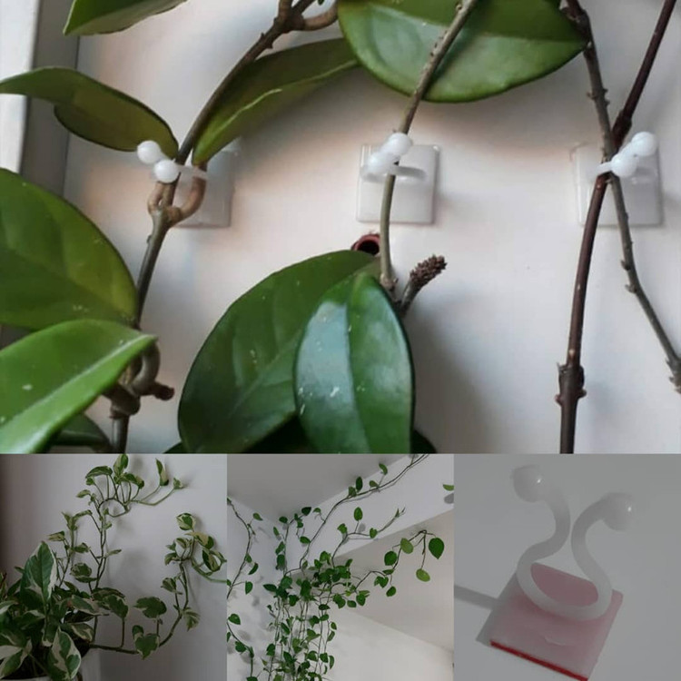 گیره نظم دهنده برگ پتوس 20تایی